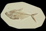 Detailed, Diplomystus Fossil Fish - Wyoming #92885-1